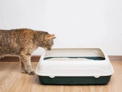Litter box issues for cat