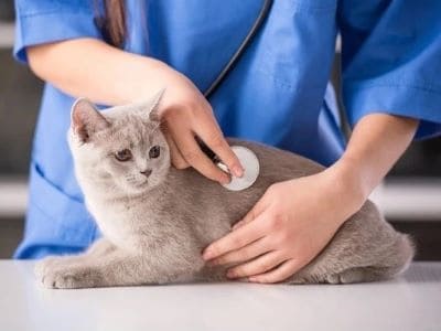 medical issues for cat