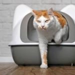 Retrain cat to use a litter box