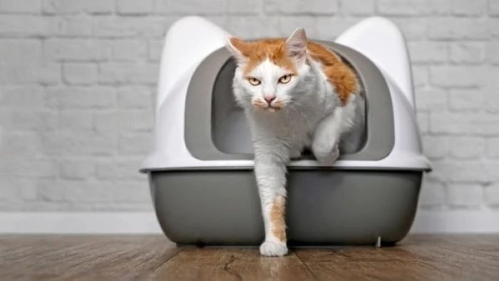 Retrain cat to use a litter box