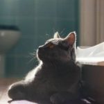 cat pooping outside litter box