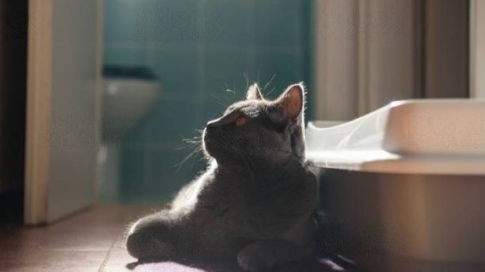 cat pooping outside litter box