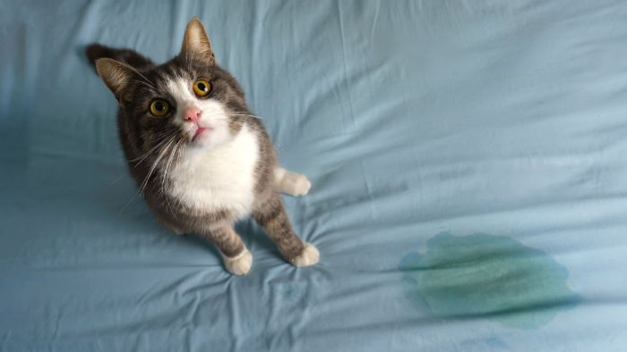 cats pee gets you high