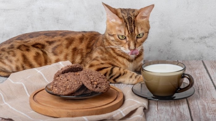 Homemade Cat Biscuit Recipe