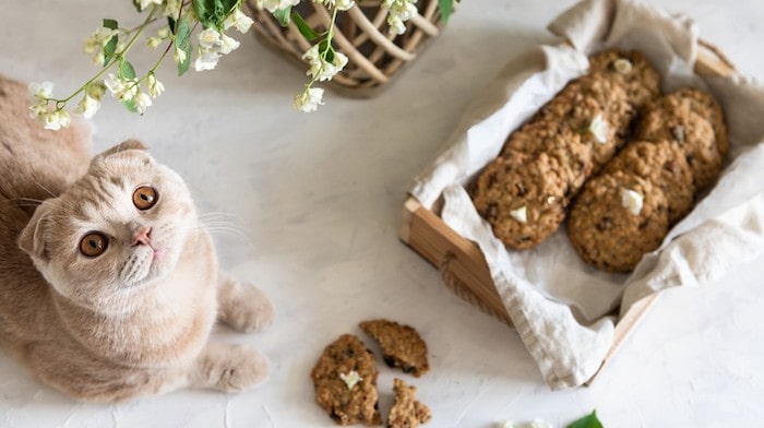 Homemade Cat Treats Peanut Butter Recipe