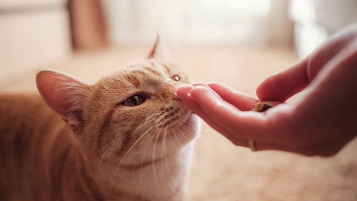 Homemade cat treats grain free