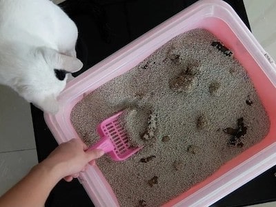 Cleaning Cat Litter