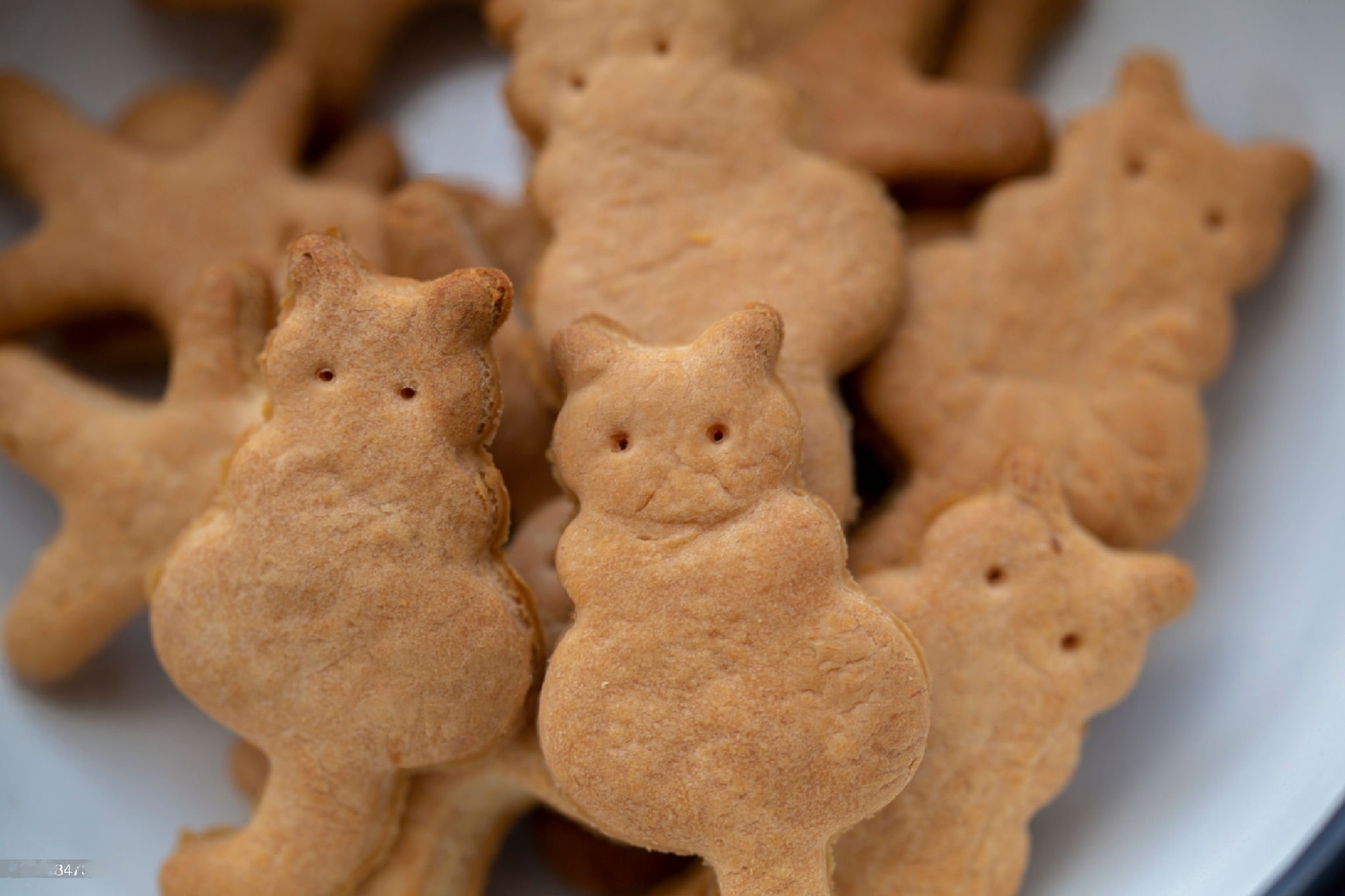 Homemade Pumpkin Cat Treats Recipe CatLikesBest