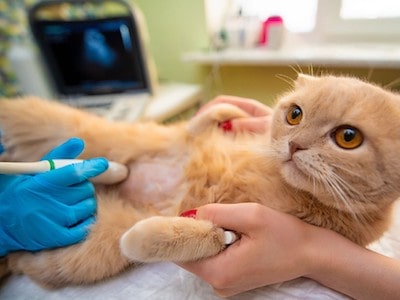 Cat consulting vet