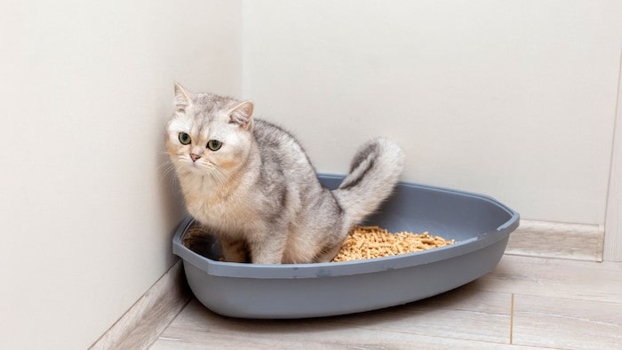 cat peeing over the edge of litter box