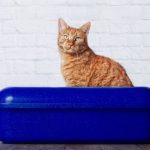 cat peeing over the edge of litter box