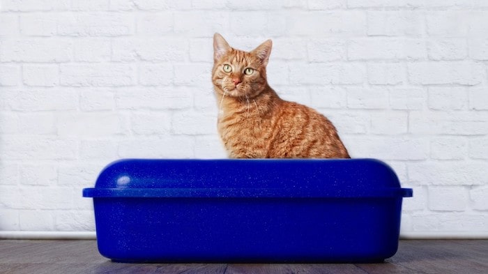 cat peeing over the edge of litter box