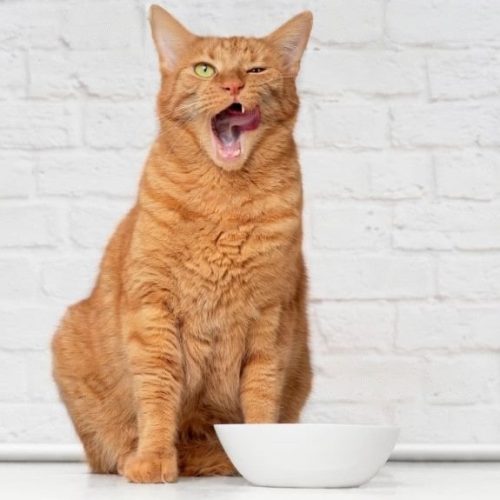 homemade-cat-treats-peanut-butter-recipe-catlikesbest