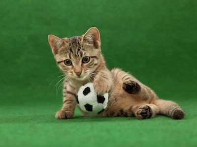 Cat Playing With Ball