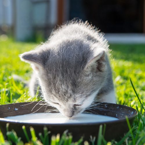 Homemade Kitten Milk Replacer Recipe Felineapproved CatLikesBest