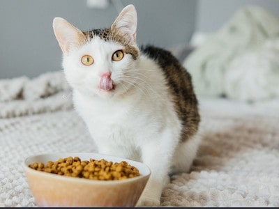 Guar Gum Benefits in Cat Food