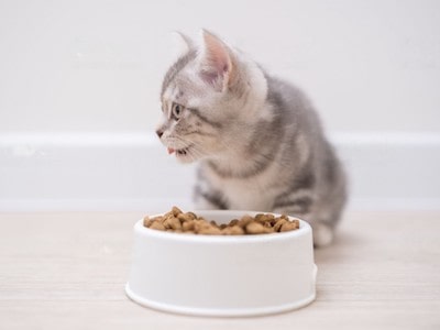 Benefits of Tapioca Starch in Cat Food