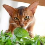 Can Cats Eat Coriander