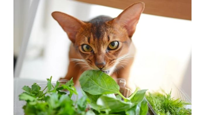 Can Cats Eat Coriander