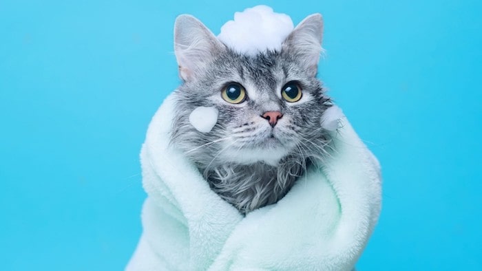 Cat Bathing