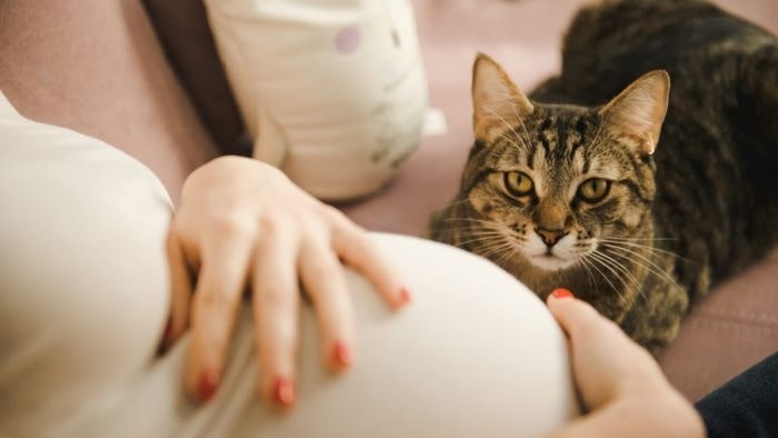 Cat sensing pregnancy