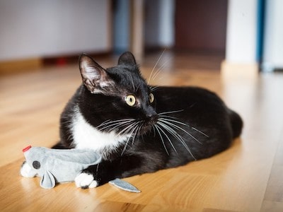 Cat With Catnip Toys