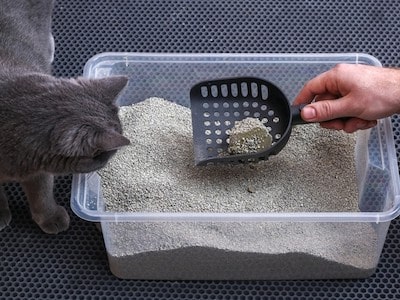 Scooping the Waste From Litter Box