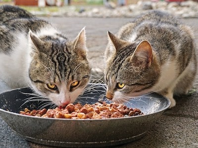 Cats Eating Food