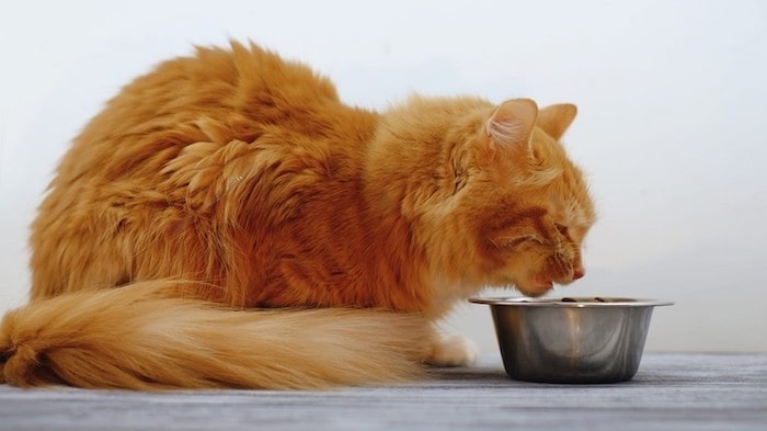 cat eats food