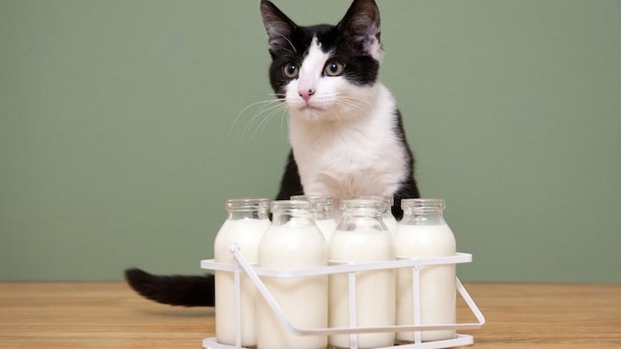 Homemade Kitten Milk Replacer Recipe