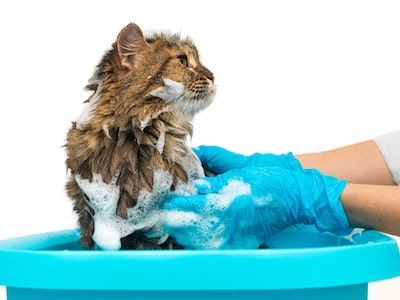 Cat Bath
