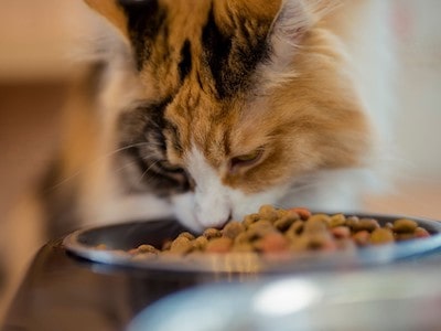 Choosing the Best Cat Food with Tapioca Starch