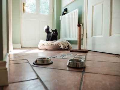 Cat Peeing on Dog Bed