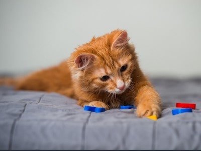 Cat Looks at Toys