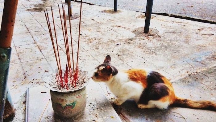 Incense Bad for Cats