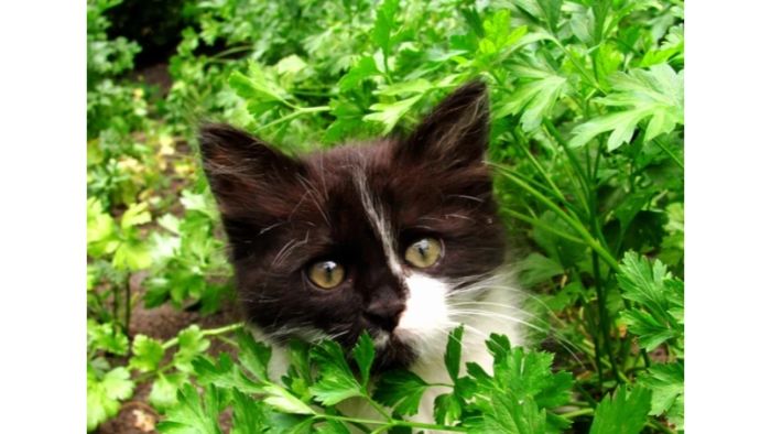 Is Coriander Harmful To Cats?