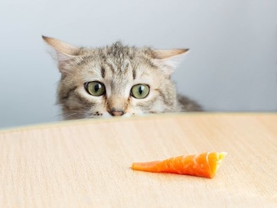 Cat Looking at Salmon