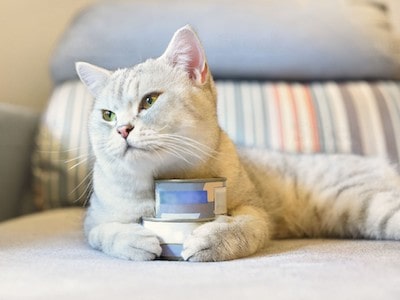 Is Spam Healthy for Cats