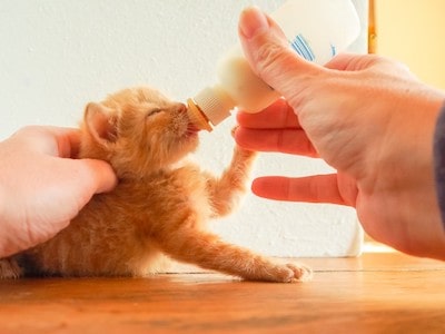 Kitten Milk Replacer with Yogurt