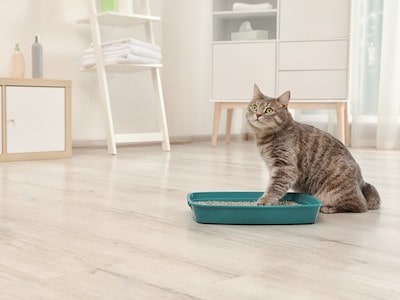 Cat Litter Box