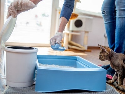 Litter Box Cleaning