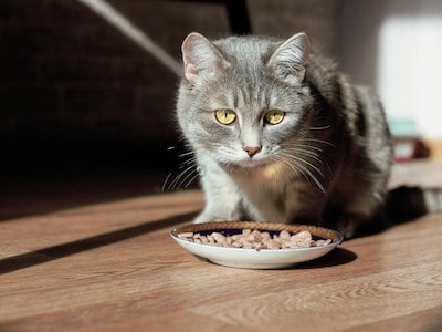 Balanced Diet for Cat 