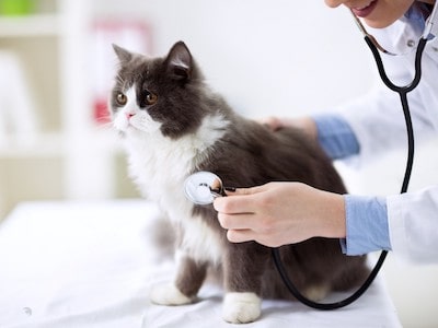 Cat Consulting a Vet