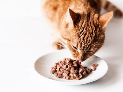 Choline Chloride Functions in Cat Food