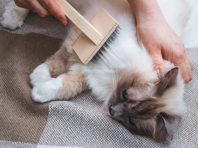 Cat Grooming