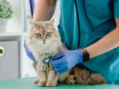 Cat Consult a Vet