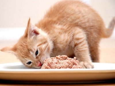 Taurine Sources in Cat Food
