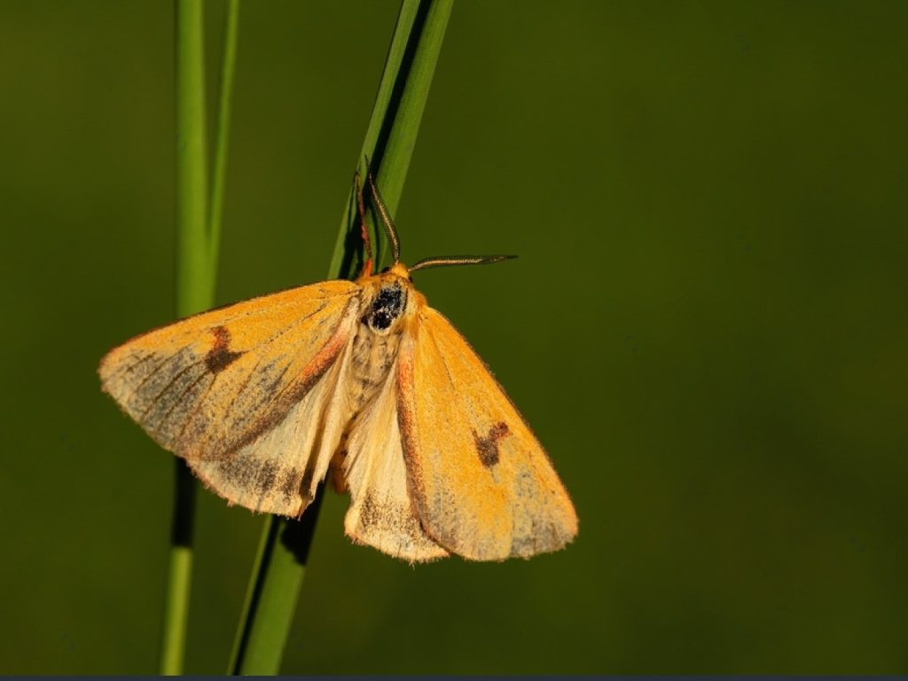 Can Cats Eat Moths? Is Moths Safe For Cats CatLikesBest