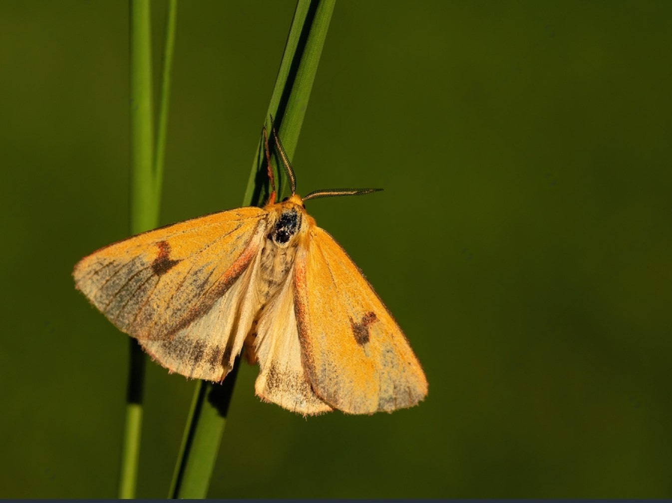 Can Cats Eat Moths? Is Moths Safe For Cats CatLikesBest