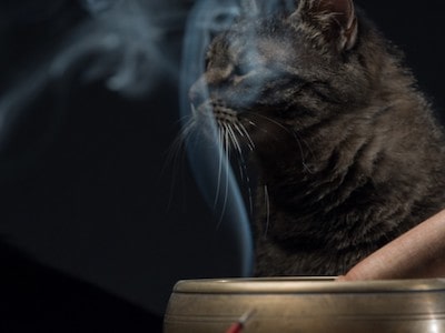 Dangers of Incense for Cats
